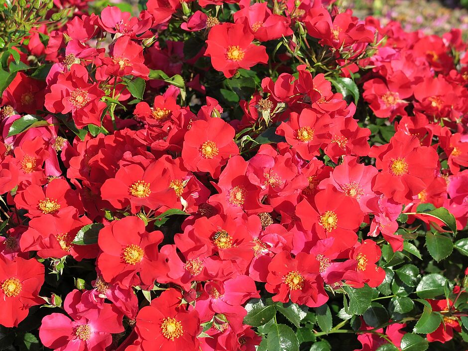 adr-rose.de: Rosen-ABC