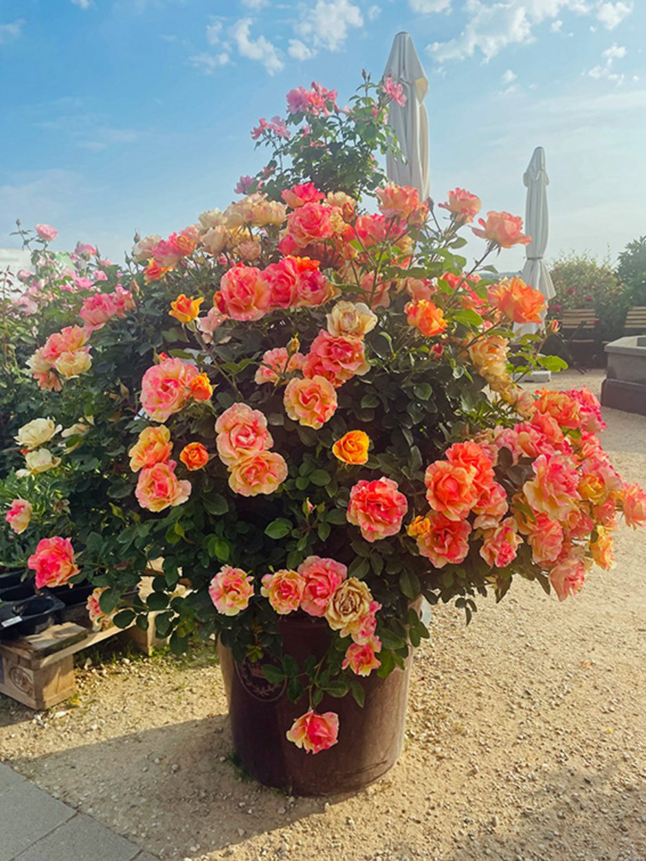 Eine Topfrose kurz nach der Pflanzung (Foto: RosenPark Dräger).