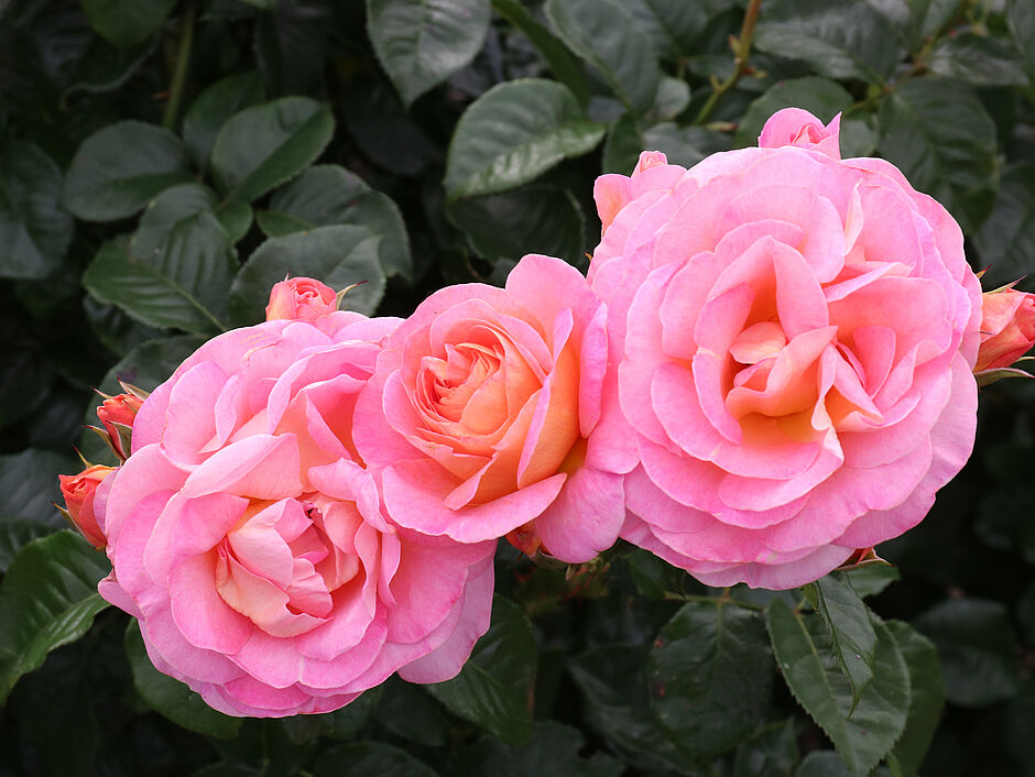adr-rose.de: Rosen-ABC