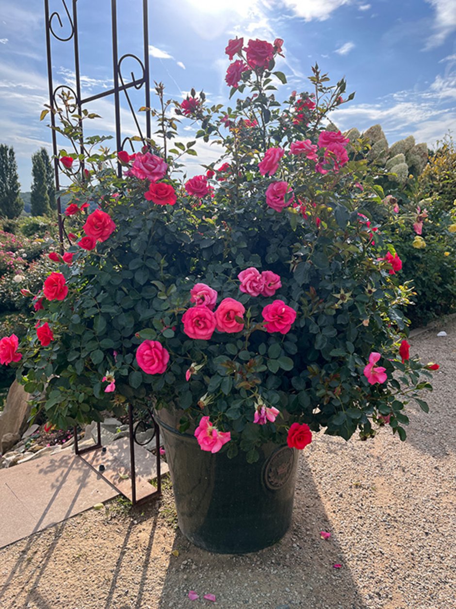   Topfrosen setzen Akzente (Foto: RosenPark Dräger).